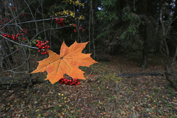 Orange maple leaf and branches of red mountain ash in a dark forest