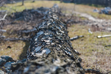 broken birch closeup. felled birch. the tree fell. logging for the winter.