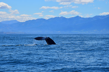 Naklejka premium The flukes of a sperm whale, going to dive. New Zealand.