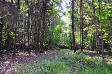 Forest trees with sunlight breaking through tree branches at sunset in the forest