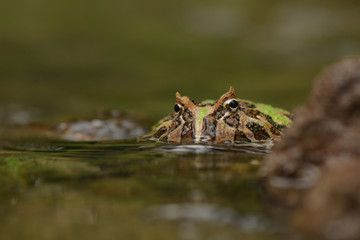 Green pacman swimming beside rock