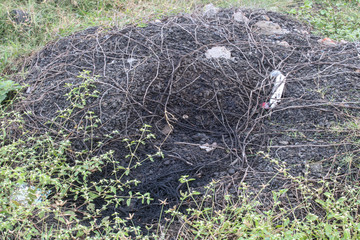 This is a picture of green leaves along the roadside.