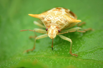 Insect on leaf