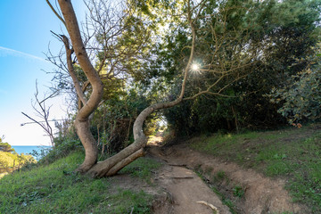 Nature always looks for its way, this tree looks at the sun