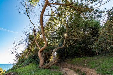 Nature always looks for its way, this tree looks at the sun