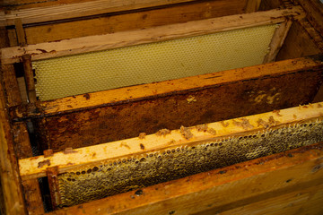 View of empty honeycombs from an apiary