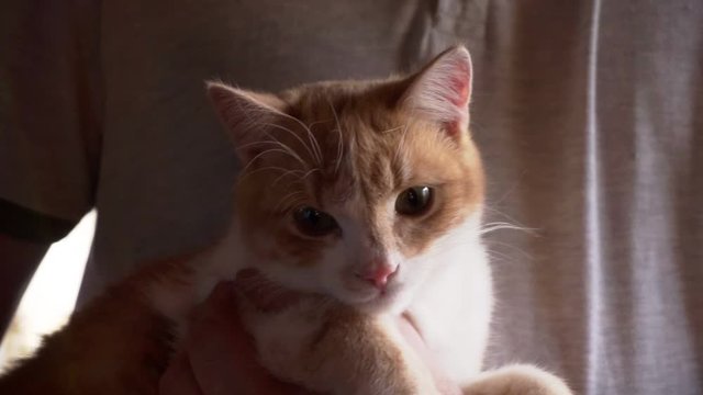 domestic animal.funny fluffy  pet.young ginger cat sits in the hands of the owner.close-up portrait