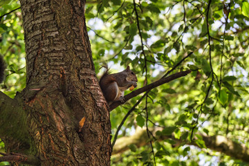 Squirrel relaxing in the tree