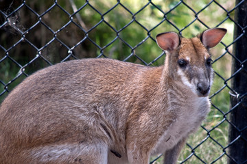 this is a close up of an agile wallaby