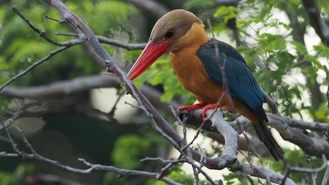 Stork-billed Kingfisher (Pelargopsis capensis) - tree kingfisher distributed in the tropical Indian subcontinent and Southeast Asia, from India to Indonesia - Singapore, Malaysia.