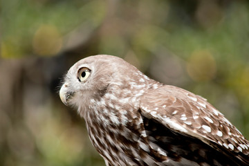 this is a close up of a barking owl