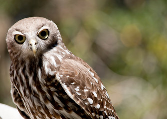 this is a close up of a barking owl