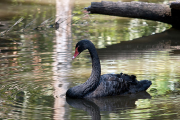 the black swan is swimming in the pond