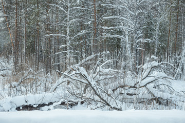 Branches in the snow. Snow on the branches in the forest. Snow hat in the trees. Freezing day.