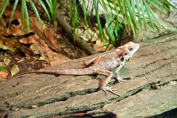 this is a side view of a boyd's forest dragon