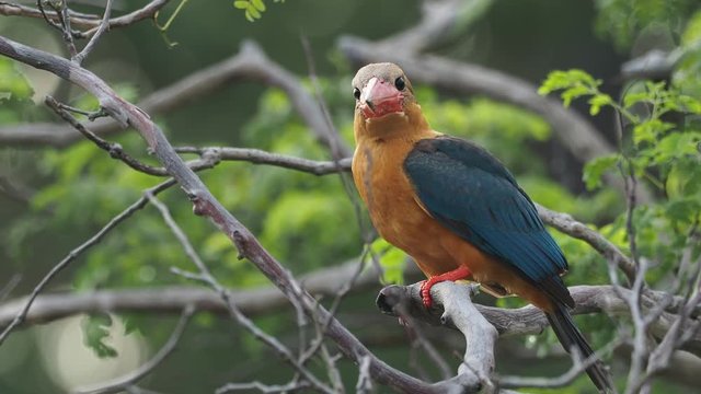 Stork-billed Kingfisher (Pelargopsis capensis) - tree kingfisher distributed in the tropical Indian subcontinent and Southeast Asia, from India to Indonesia - Singapore, Malaysia.
