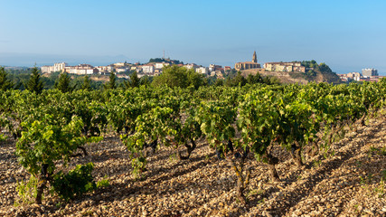 Fototapeta na wymiar Vineyards in summer with Haro village as background, La Rioja, Spain 