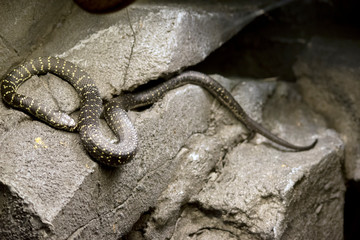 the broad headed snake is a venomous snake on the rocks