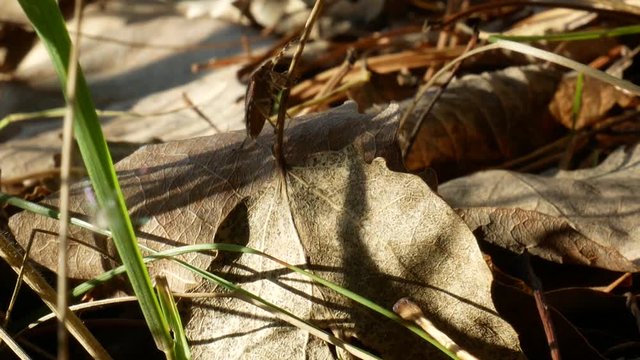 Close up of brown stink bug or shield bug crawling on dry leaf under sunlight in autumn forest or park