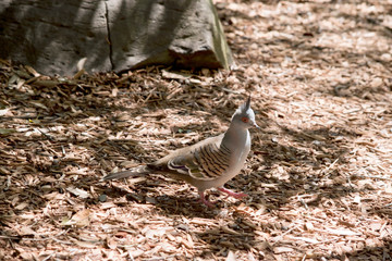 the crested pigeon is on the fprest floor