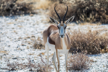 Springbok im Etosha Nationalpark