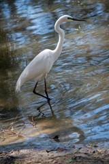 this is a side view of a great egret