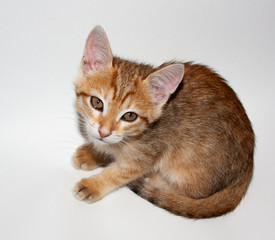 Cute auburn kitten on white background