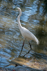 Obraz premium this is a side view of a great egret