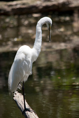 Fototapeta premium this is a side view of a great egret