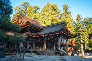 滋賀県、多賀大社の拝殿と菊の花が飾られた風景