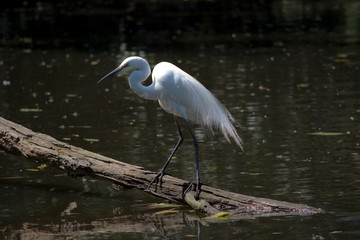 this is a side view of a great egret