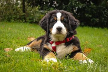 Berner Sennenhund Welpe