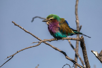Gabelracke im Etosha Nationalpark, Namibia