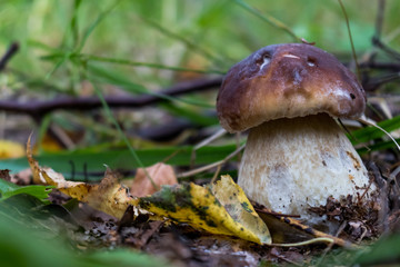mushroom in forest