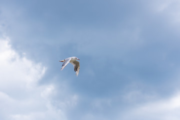 Seagull soaring in the deep blue sky.  Closeup photo. 