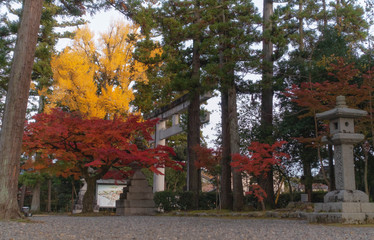 滋賀県、多賀大社の境内の紅葉と鳥居が見える風景