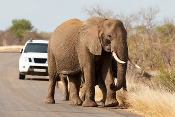 Fototapeta na wymiar Elephant Walking on the Road in Kruger Park South Africa