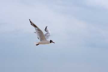 Seagull soaring in the deep blue sky. Closeup photo. 