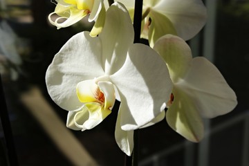 White Orchid on the windowsill and its reflection in the window pane