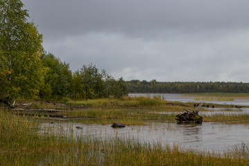 two swans on the lake