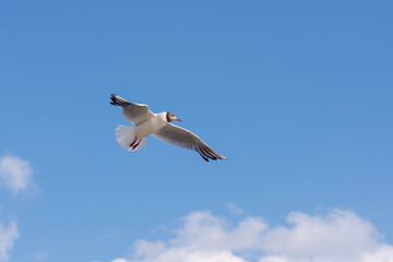 Seagull soaring in the deep blue sky.  Closeup photo. 