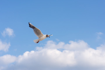 Seagull soaring in the deep blue sky.  Closeup photo. 