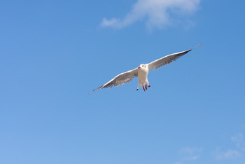 Seagull soaring in the deep blue sky.  Closeup photo. 