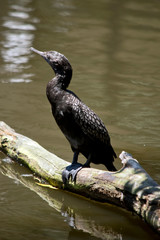this is a side view of a little black cormorant