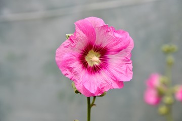 pink flower Hollyhock