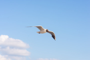 Seagull soaring in the deep blue sky.  Closeup photo. 