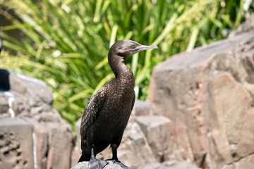 this is a close up of a little black cormorant