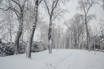 Road with Footprints and Snowy Trees