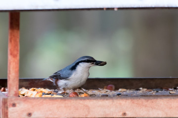 bird nuthatch  perched on a fence поползень