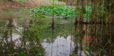 Long tree trough into the water